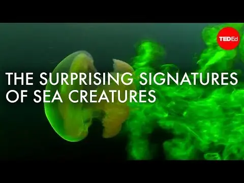 The surprising (and invisible) signatures of sea creatures - Kakani Katija