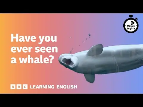 Have you ever seen a whale? ⏲️ 6 Minute English
