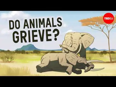 Can other animals understand death? - Barbara J. King